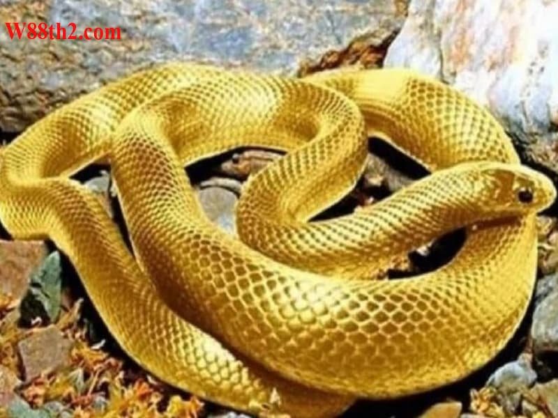 ฝันเห็นงูสีเหลืองตีเป็นเลขอะไร ฝันเห็นงูสีเหลืองตีเป็นเลขอะไร