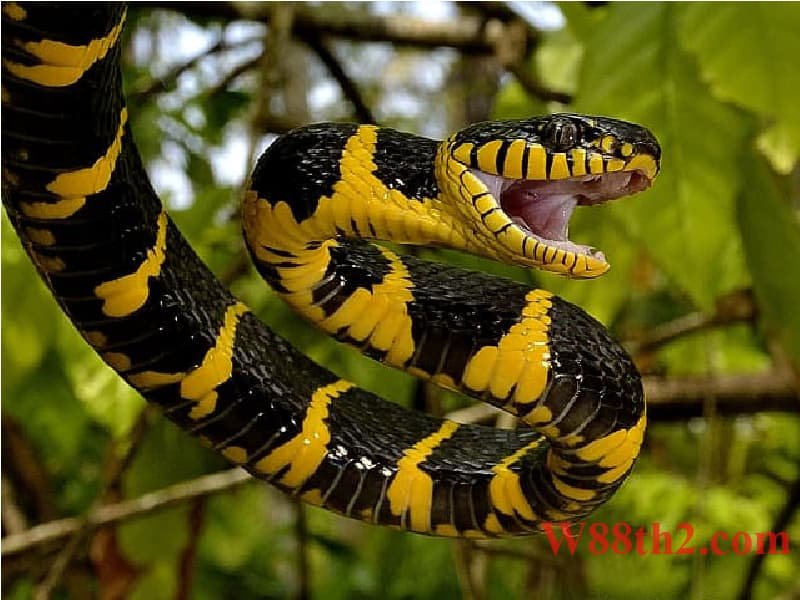 ฝันเห็นงูสีเหลืองตีเป็นเลขอะไร ฝันเห็นงูสีเหลืองตีเป็นเลขอะไร