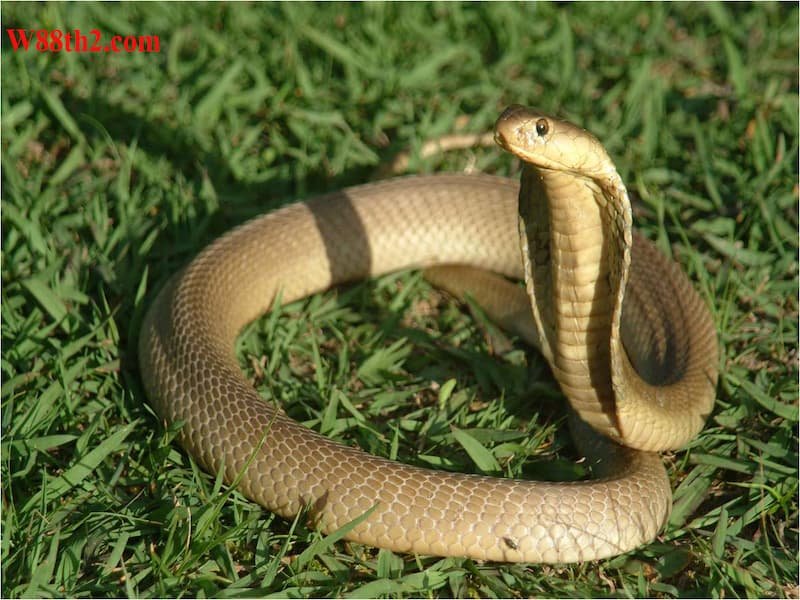 ฝันเห็นงูสีเหลืองตีเป็นเลขอะไร ฝันเห็นงูสีเหลืองตีเป็นเลขอะไร