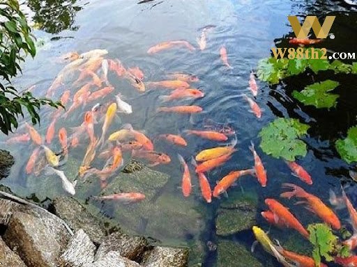 ฝันเห็นบ่อปลาตีเป็นเลขอะไร