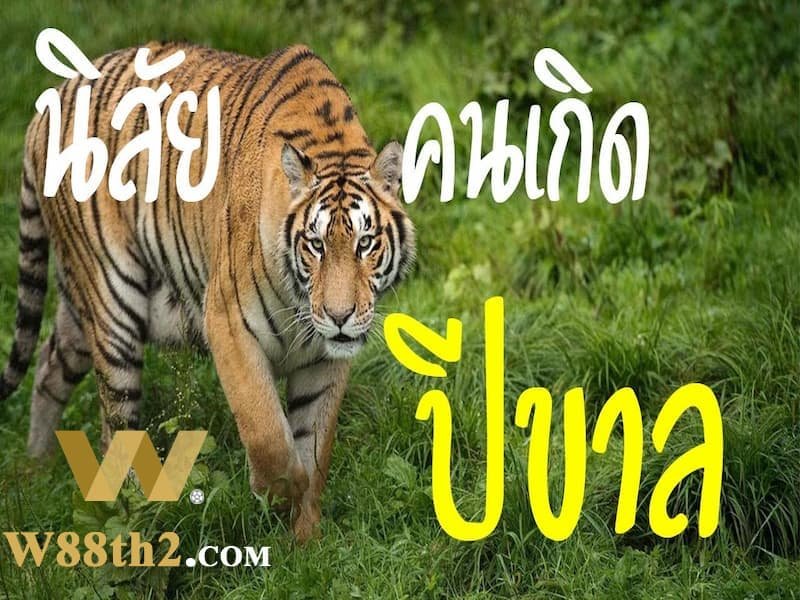 ดูดวงปีเสือ ดูดวงปีเสือ