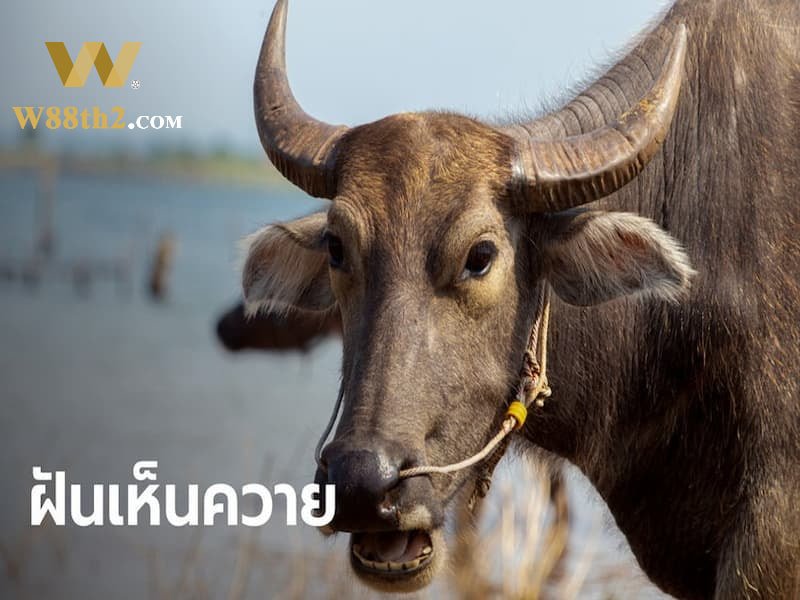 ฝันเห็นควายไถนา ฝันเห็นควายไถนา
