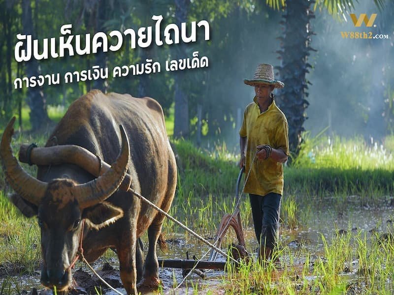 ฝันเห็นควายไถนา ทำนายฝัน ควายไถนา