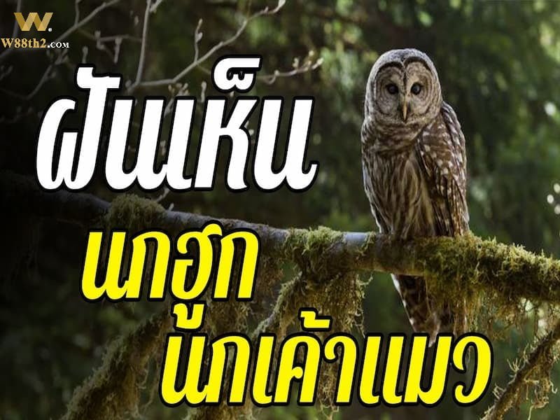 ฝันเห็นนกฮูก ความฝันถึงนกฮูกสีขาวหมายถึงอะไร