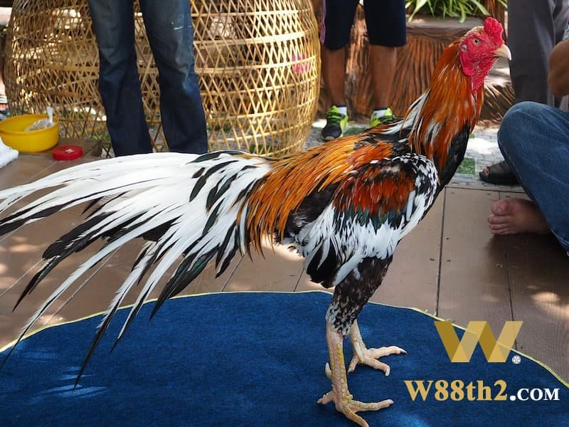 กฎหมายการชนไก่ของกัมพูชา – กฎเมื่อเข้าร่วมการเดิมพัน