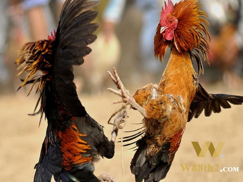 ชนไก่มีดเดือยไก่ W88 คืออะไร
