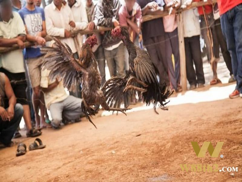 กฎที่คุณต้องรู้เมื่อดูชนไก่มีดเดือยไก่ W88