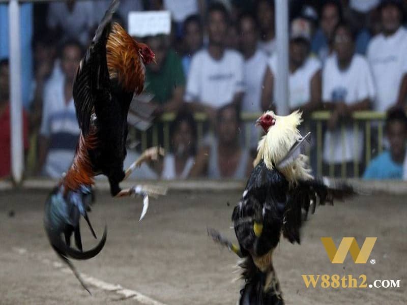 ชนไก่ มีดเดือย W88 อันทรงเกียรติ